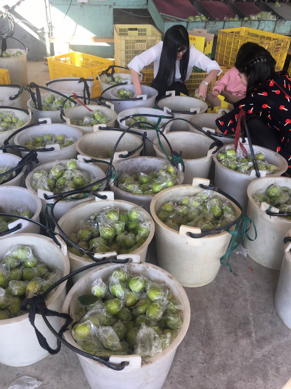 鼎力盛2016年终总结暨2017启动大会