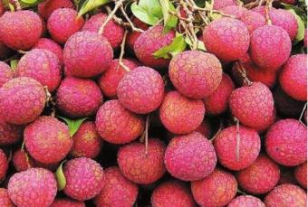 充气包装让消费者吃到放心满意的荔枝